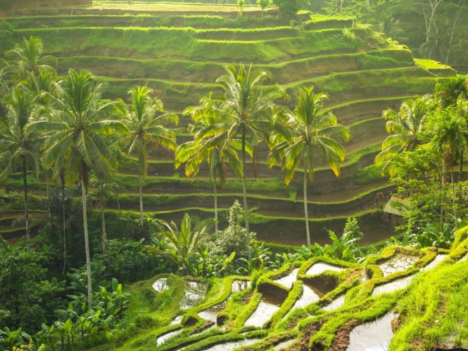 Tegalalang Rice Terrace — Park Review _ Condé Nast Traveler
